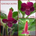 /album/fotogaleria-kohlerie/kohleria-jester-jpg/